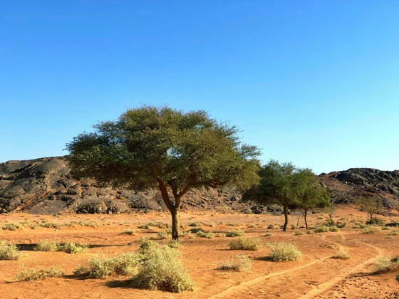 Touloucouna Tree