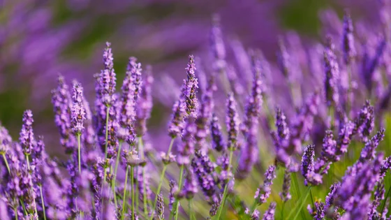Lavendar.jpeg