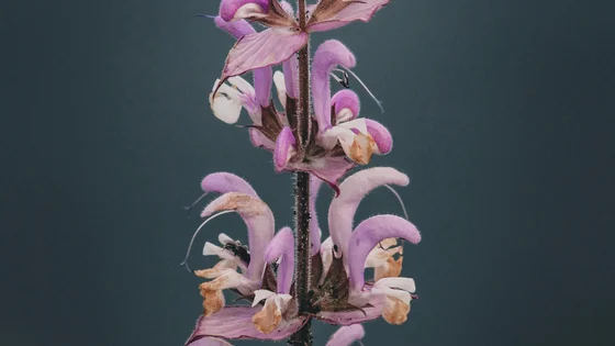 Clary Sage.jpg
