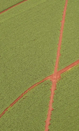 Leaf_Animal Food.jpg