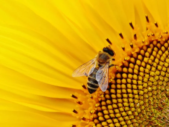 Koster Keunen Bee-yond Beauty
