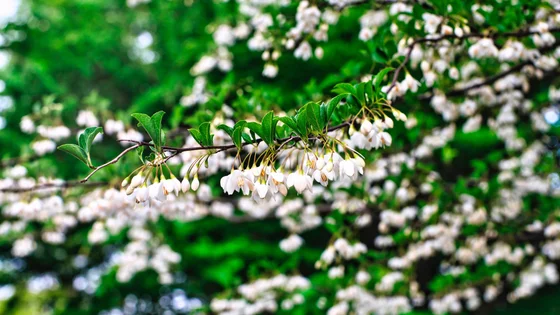 Styrax.jpg