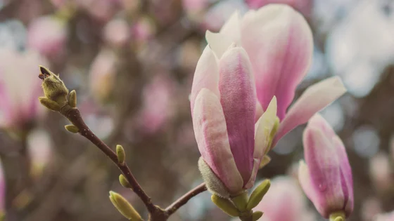 Magnolia.jpg