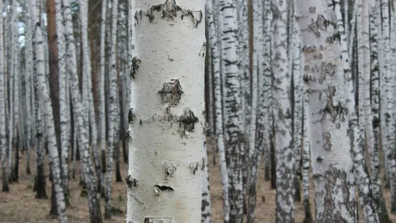 Birch.jpg