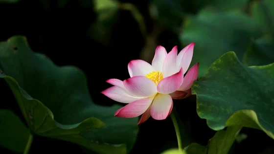 Blue Lotus Absolute.jpg