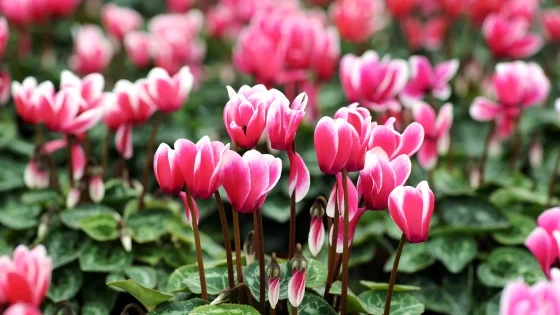 Cyclamen.jpeg