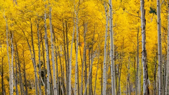 Aspen.jpg