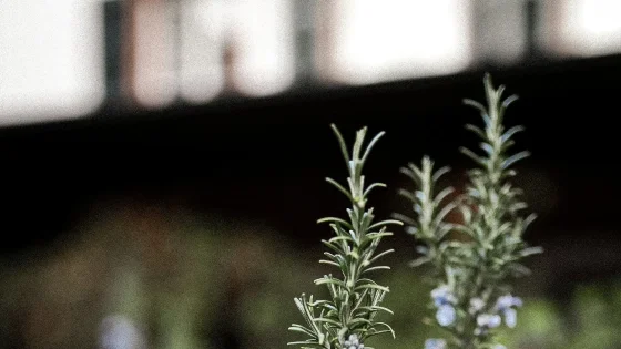 Rosemary Oil