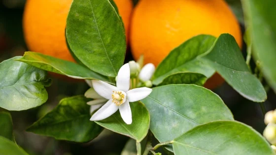 Neroli.jpg