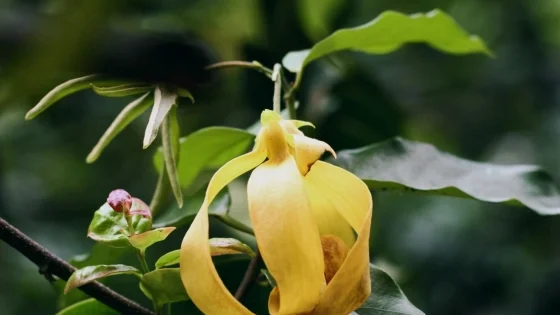 Ylang Ylang Oil