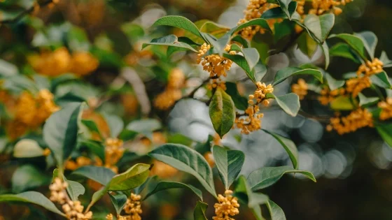 Osmanthus.jpg