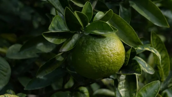 Bergamot Oil