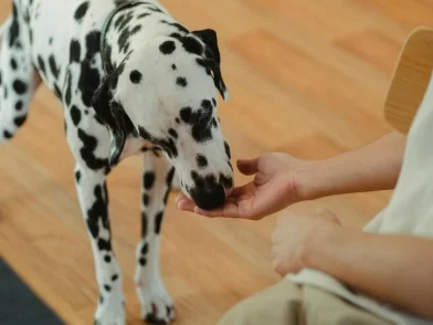 Technical services_Pet food.jpg