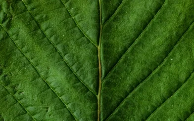 Bio-based additive _CASE.jpg