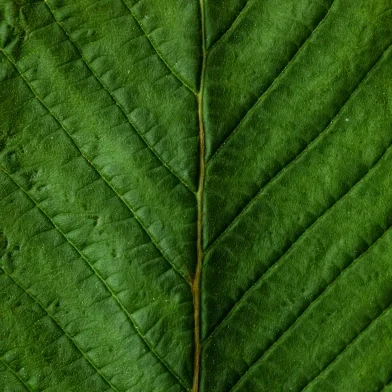 Bio-based additive _CASE.jpg
