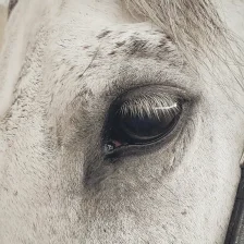 Animal Food & Feed hero.jpg