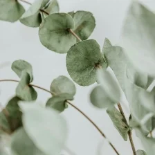 NPG-Di-heptanoate (CQ)_n2