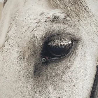 Animal Food & Feed hero.jpg