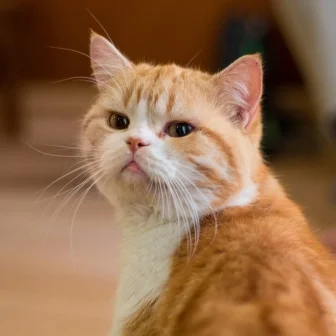 2_Cat_PetFood&AnimalNutrition