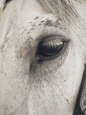 Animal Food & Feed hero.jpg