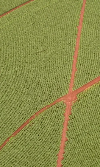 Leaf_Animal Food.jpg