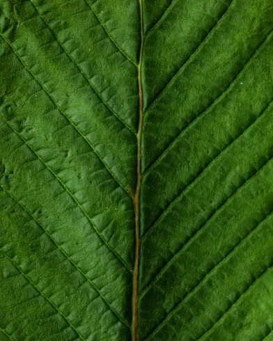 Bio-based additive _CASE.jpg