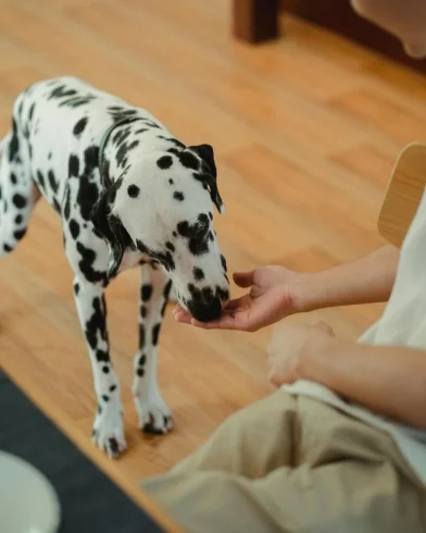 Technical services_Pet food.jpg