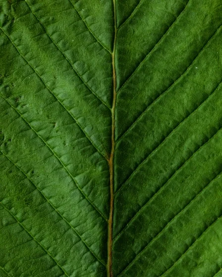 Bio-based additive _CASE.jpg