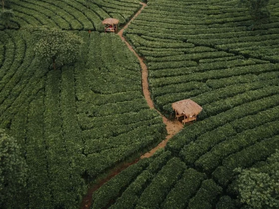 Plantation Cacay Oil