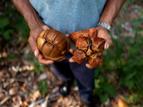 Collagscalp Andiroba